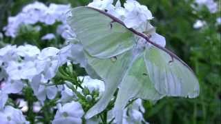 A Luna Moth Takes Flight [upl. by Emiline]