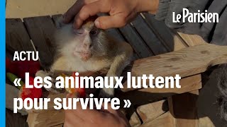 Au zoo de Rafah les animaux meurent à petit feu [upl. by Ahsenwahs776]