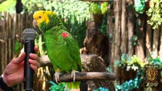 Amazing parrot Quito sings quotOld MacDonaldquot [upl. by Richlad]