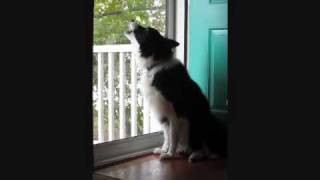 Border Collie Howls at Emergency Siren Test [upl. by Moyra873]