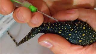 How To Microchip Your Monitor Lizard Varanus Salvator Water Monitor [upl. by Ilahtan714]