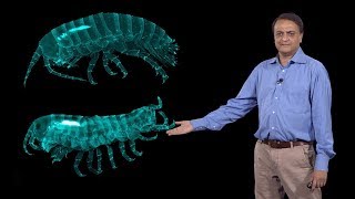 Nipam Patel MBL 3 Homeotic Hox Genes and Evolution of Crustacean Body Plan [upl. by Lail519]