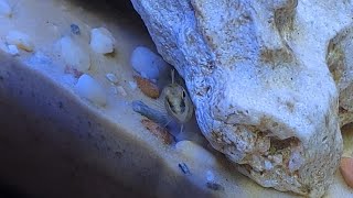 Shy brackish water Blenny ventures out for a bloodworm  Vietnamese Combtooth Blenny 14032023 [upl. by Isadore736]