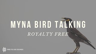 MYNA BIRD TALKING SOUND EFFECTS [upl. by Eikcor]