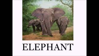 Animal Sounds and Names LOTS of Animals  Educational for Babies  Toddlers  Preschool Age Kids [upl. by Atsillac]