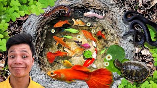 Amazing Catch Ornamental Tiny Shark in Pond Zebrafish Ranchu Fish Koi Fish Betta Fighting Fish [upl. by Wolsky609]