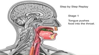 How Swallowing Works Animation Video  Stages of Swallowing Process  Swalllow Anatomy amp Physiology [upl. by Lomaj]