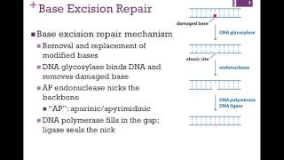 166Mismatch amp Base Excision Repair [upl. by Yramesor]