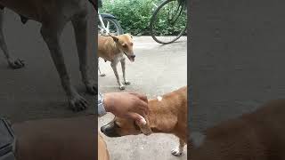 Jacky Mind Voice 😂comedy funny dog [upl. by Dalli]