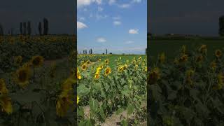 Lavanda essenso QabalaAzerbaijanshortsshortvideo short nature travel turism tebiet [upl. by Adlesirg771]