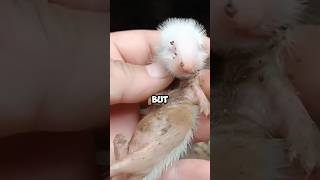 After finding an abandoned minkanimals cute ferret pets shortvideo shorts healing [upl. by Blackburn91]