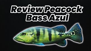 REVIEW IKAN PEACOCK BASS AZUL  si biru yang menawan cuma ini Peacock bass berwarna biru [upl. by Cower]