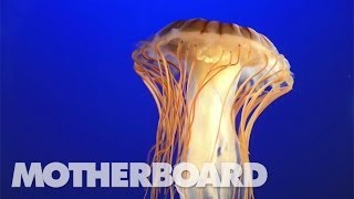 The Jellyfish That Holds a Key to Immortality [upl. by Tierney]