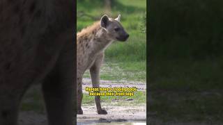 Why do spotted hyenas have sloping backs [upl. by Leach]