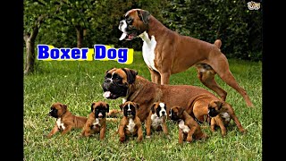 Boxer dog breed information [upl. by Shanda446]