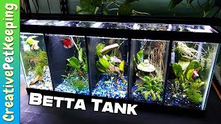 Divided betta tank setup  split betta fish tank 20 gallon [upl. by Dreeda]