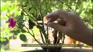 Au secours  Mon jardin a eu chaud cet été [upl. by Reinhold]