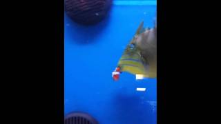 Triggerfish eating clownfish at local fish store [upl. by Dorsy112]