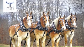 “Learn to hitch 4 abreast “ Draft Horse Farming Plowing w Haste Draft Horses amp Mules [upl. by Hajile]