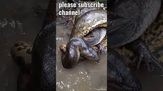 Crocodile Vs Paython junglesafariindia youtubeShorts wildattack animals nature [upl. by Edgardo271]