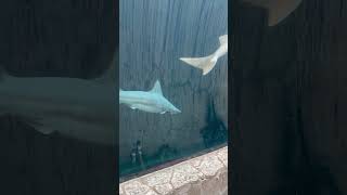 Shark Tunnel at Dallas World Aquarium [upl. by Naujed]