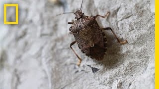 Fighting the Invasive Stinkbug  National Geographic [upl. by Ymereg]