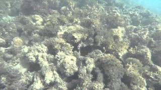 Snorkeling Aquatika Loiza Puerto Rico [upl. by Fine622]