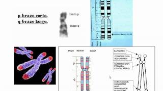 cromosomas humanos [upl. by Wallie]