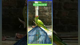 Bitto Totu Bella ciao step sunday special water dance shorts shortsvideo pets parrot italy [upl. by Airretal120]