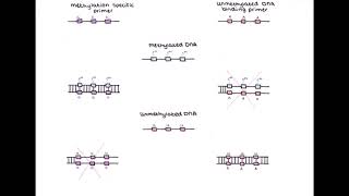 Methylation specific PCR [upl. by Eckel]