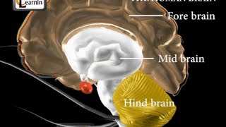 Human brain and its parts  Biology [upl. by Eilraep]