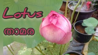 താമര LotusThamaraNelumbo nucifera Malyalam BILMA VLOG National flower [upl. by Imorej]