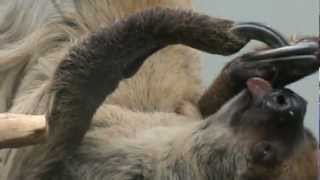 The sloth at lunch  Wilhelma Zoo Germany  Faultier beim Fressen  Lenesul mananca [upl. by Nauqas]