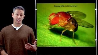 Online Developmental Biology Introduction to Drosophila [upl. by Xxam]