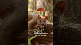 The Fossa  Madagascars Apex Predator [upl. by Anaya]