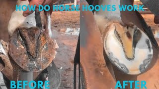 Farrier Hoof Restoration [upl. by Saxen]