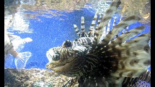 AQUARIUM DE CANET EN ROUSSILLON [upl. by Beutler]