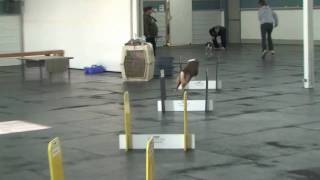 Flyball At McCanns [upl. by Anaeerb]