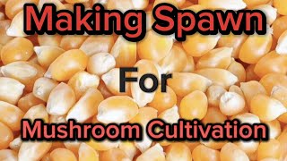 Popcorn spawn for mushroom Cultivation With or without a pressure cooker [upl. by Atnamas968]