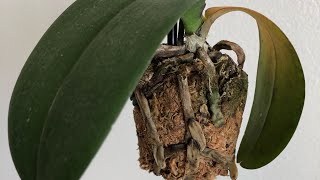 My Orchid Is Dying Phalaenopsis Orchid Rescue Repotting [upl. by Beckie]