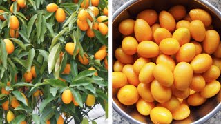 Growing amp Harvesting Kumquats  All You Need To Know [upl. by Sinegold]