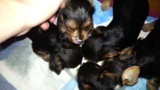 Adorable Yorkshire Terrier Puppies  From Birth to 10 Weeks Old [upl. by Cita]