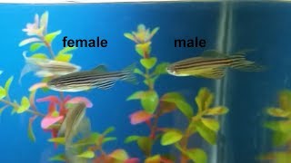 How to breed zebra danios guide easy and simple way to breed zebra fish [upl. by Moureaux668]