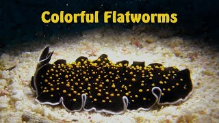 Colorful Marine Flatworms  20 species  Turbellaria  MeeresStrudelwürmer [upl. by Eal]