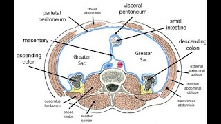 The Peritoneum Omentum and Ligaments in less than 3 minutes [upl. by Rehpotsrik]