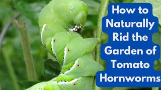 How to Naturally Rid the Garden of Tomato Hornworms [upl. by Accalia673]