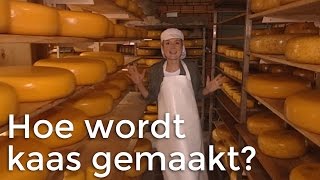 Hoe wordt kaas gemaakt  Het Klokhuis [upl. by Perr163]