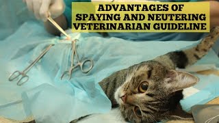 Spaying and Neutering cats  Truth about spaying and neutering [upl. by Lebazej926]