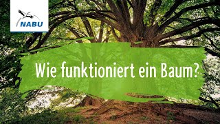 Wie funktioniert ein Baum [upl. by Nalra]