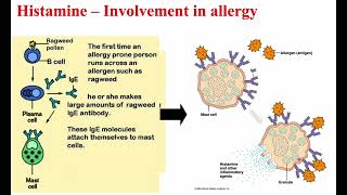 4 Histamine amp Bradykinin [upl. by Spencer]